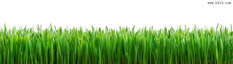 春天草地景色图片