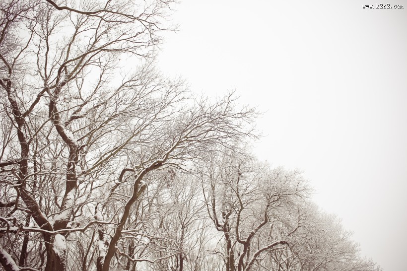 大自然的雪图片