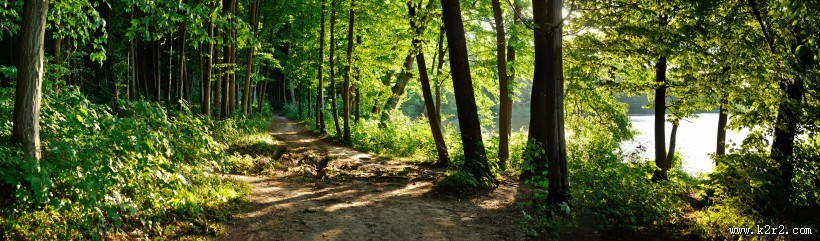 树林景色图片大全
