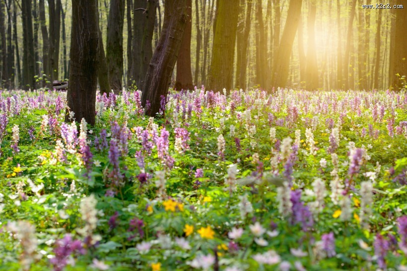 树林景色图片大全
