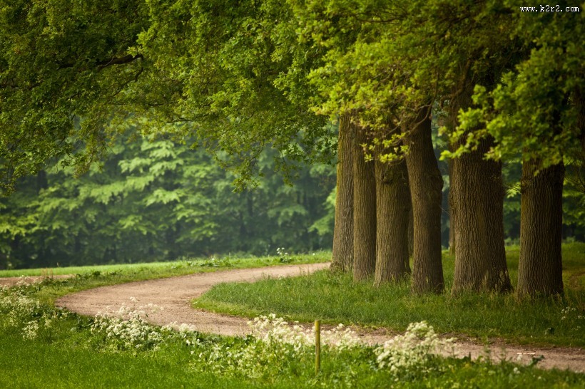 树林景色图片大全