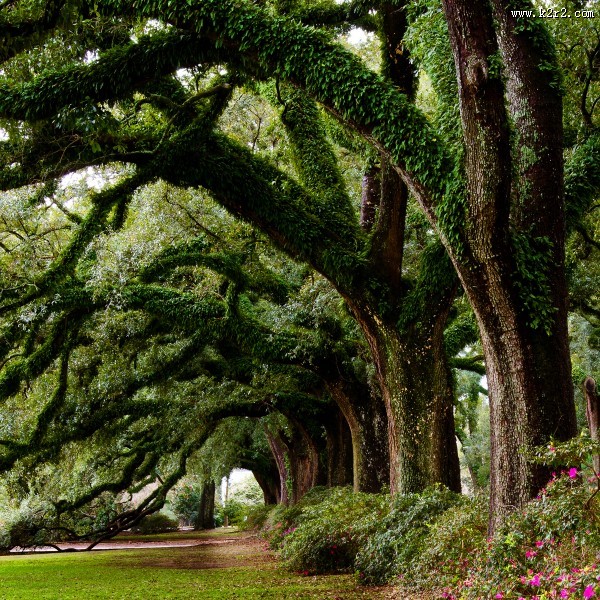 树林景色图片大全