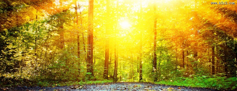 树林景色图片大全