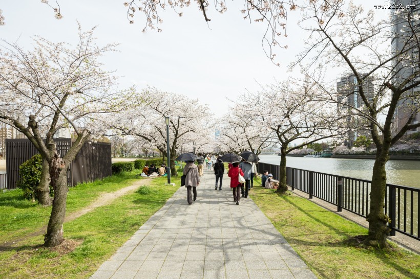 春天公园花朵图片大全