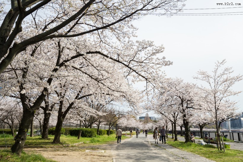 春天公园花朵图片大全