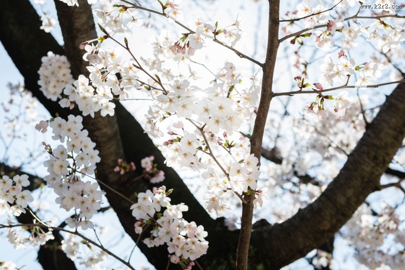 春天公园花朵图片大全