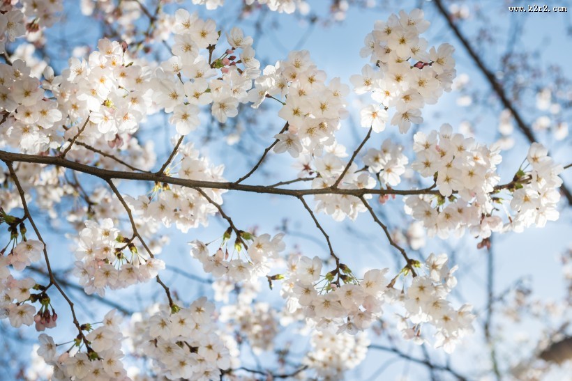 春天公园花朵图片大全