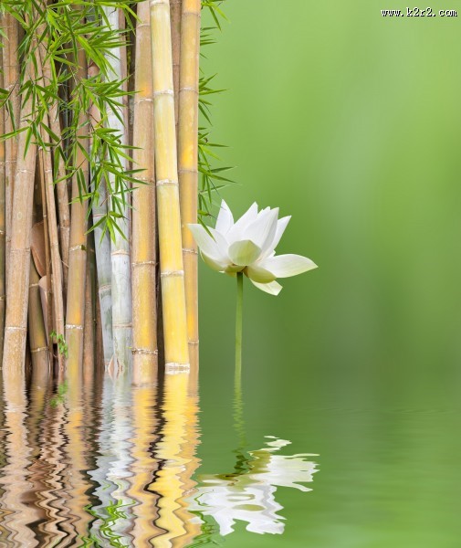 鹅卵石竹子景色图片大全