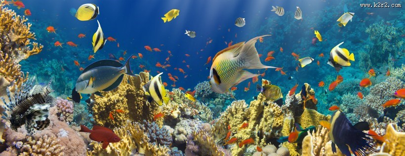 海底风景图片