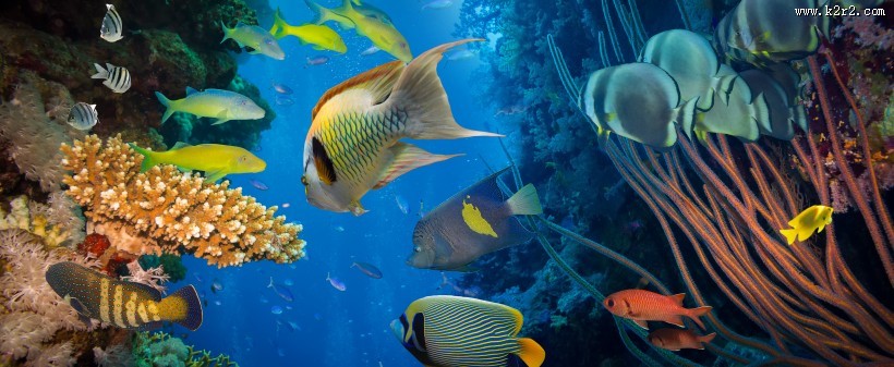 海底风景图片