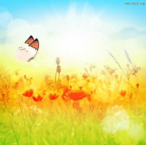 唯美花朵与蝴蝶图片