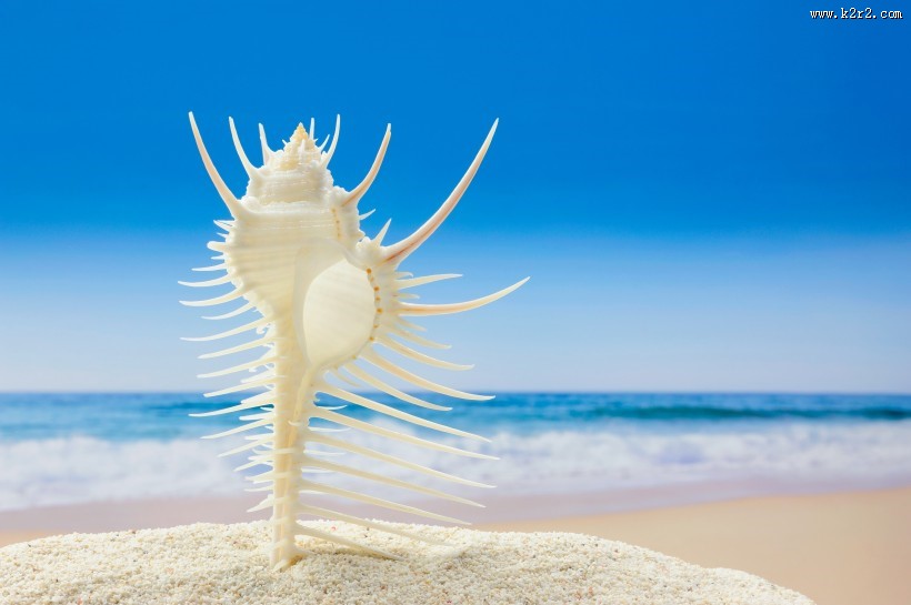 唯美沙滩贝壳图片