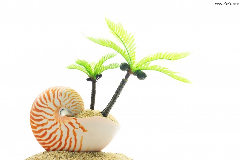 唯美沙滩贝壳图片