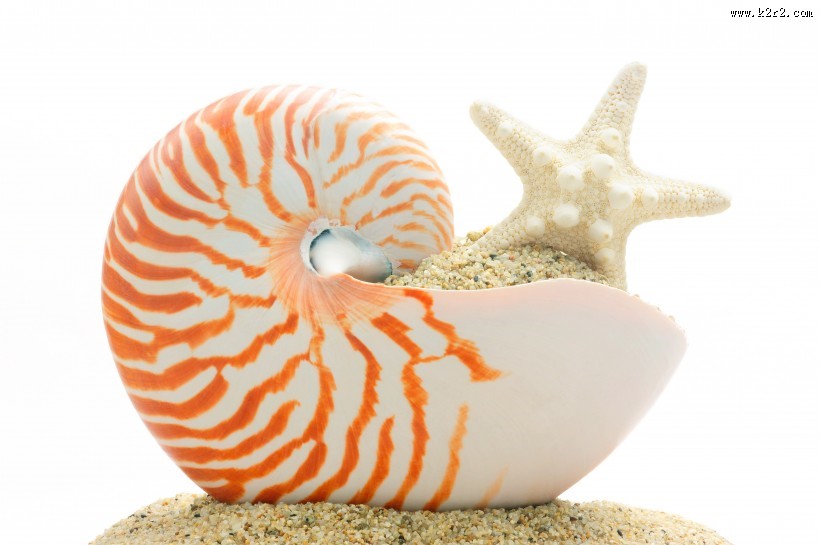 唯美沙滩贝壳图片
