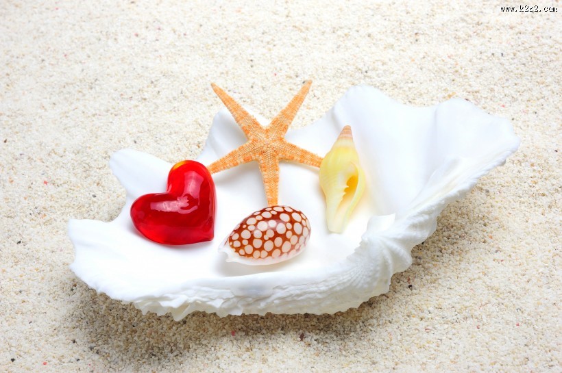 唯美沙滩贝壳图片