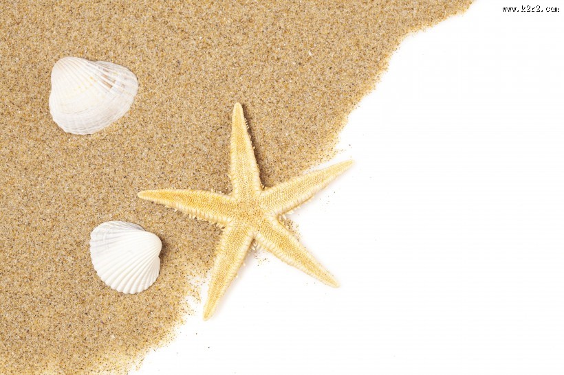 唯美沙滩贝壳图片