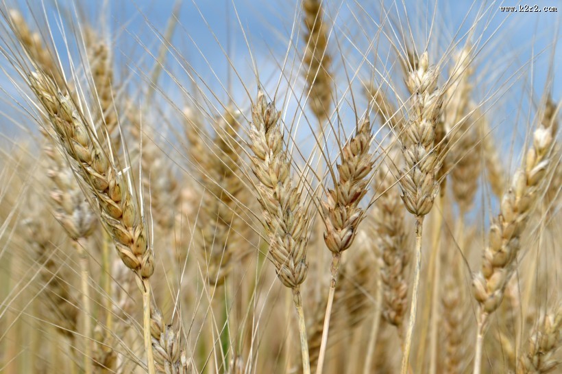 麦田景色图片