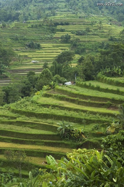 美丽的梯田图片