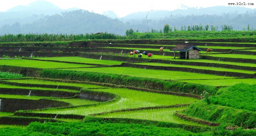 美丽的梯田图片