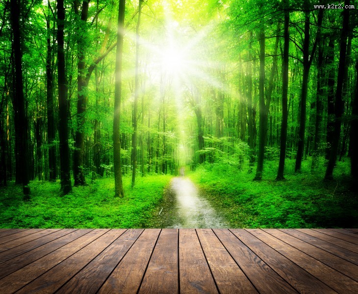 树林木板小道景色图片