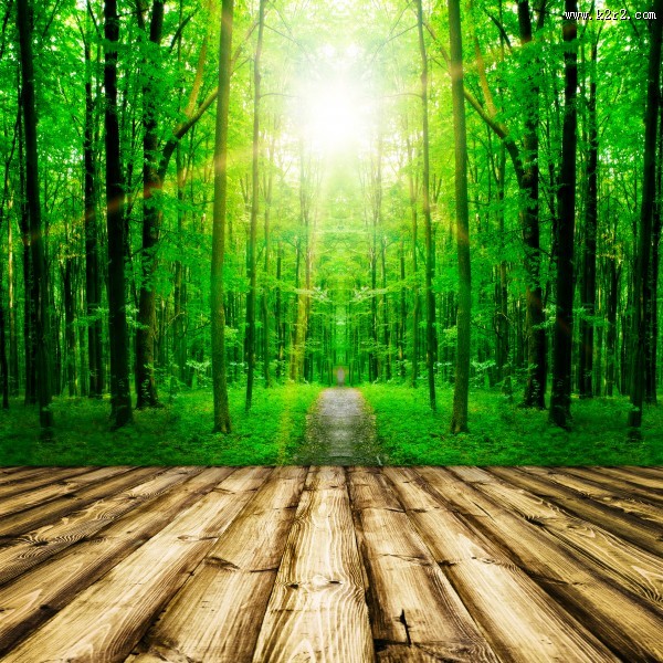 树林木板小道景色图片