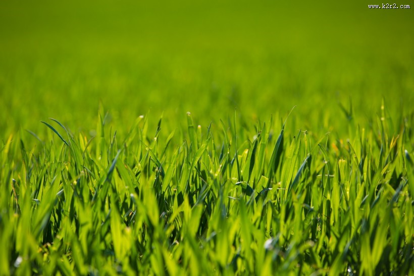 绿草地图片