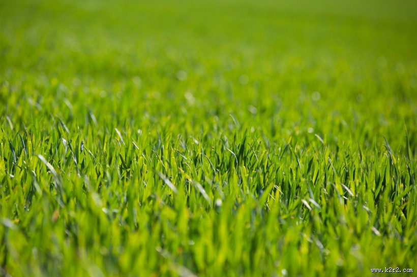 绿草地图片