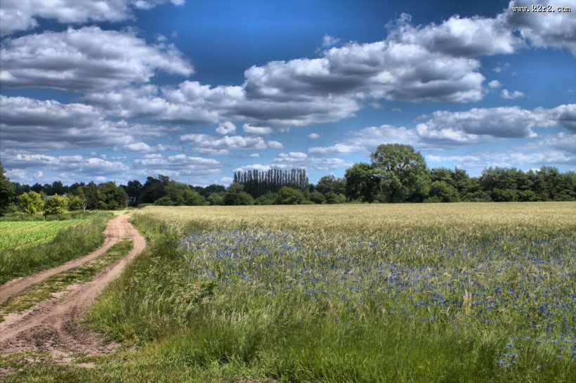 早晨的田野风景图片
