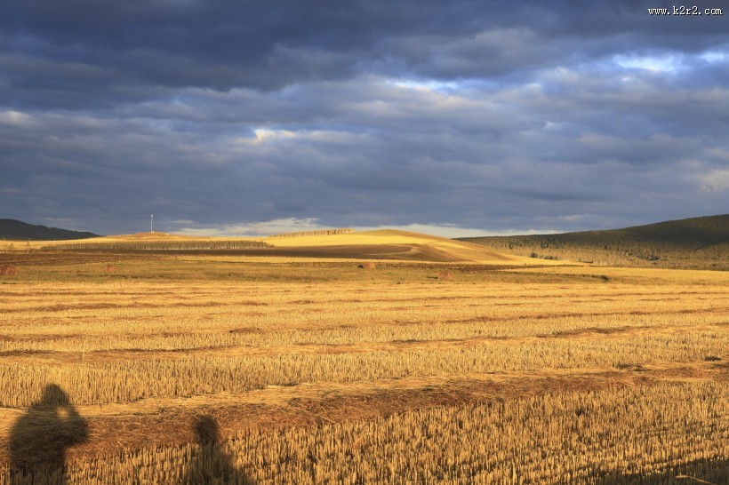 金色的麦田图片大全