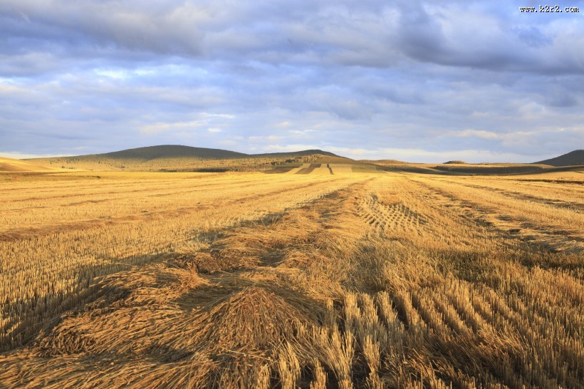 金色的麦田图片大全