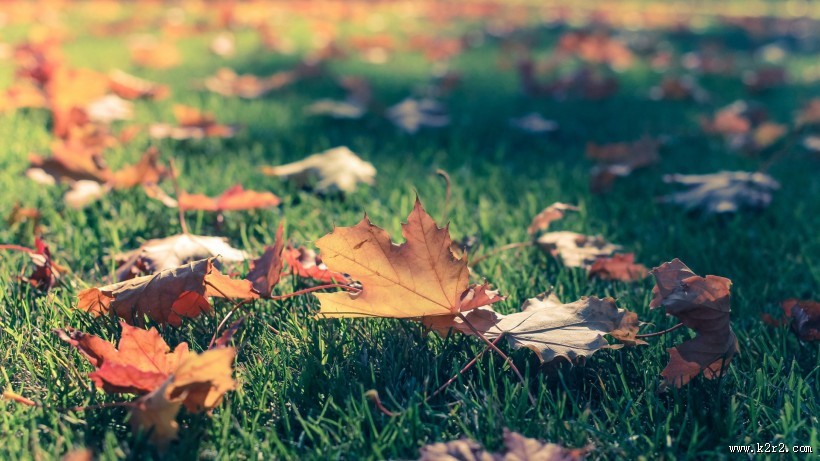 唯美秋天落叶风景图片