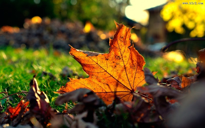 唯美红叶风景图片