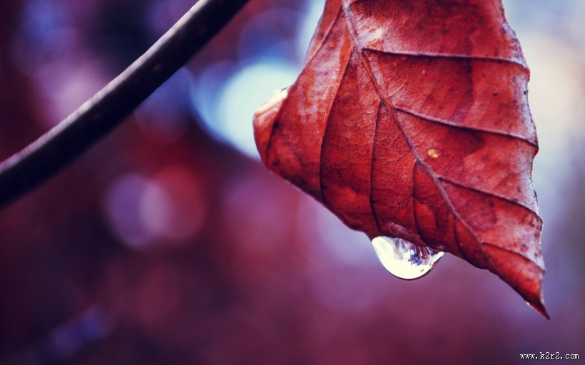 唯美红叶风景图片