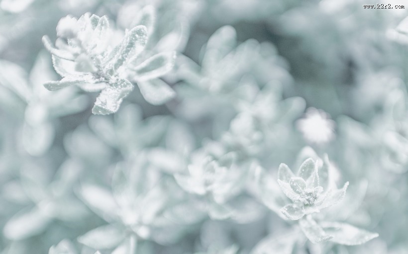 冬日唯美雪景图片