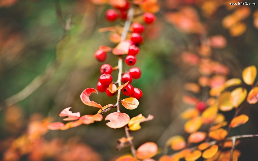 唯美的秋冬景色图片