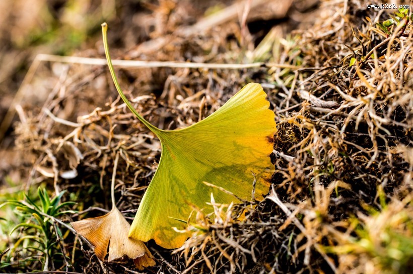 一叶知秋图片