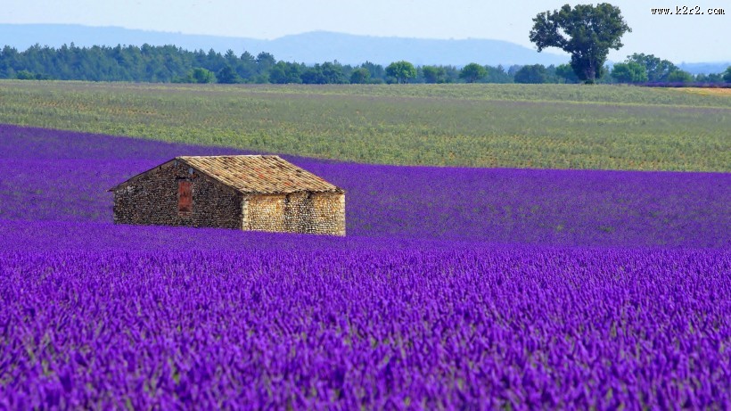 紫色薰衣草风景图片
