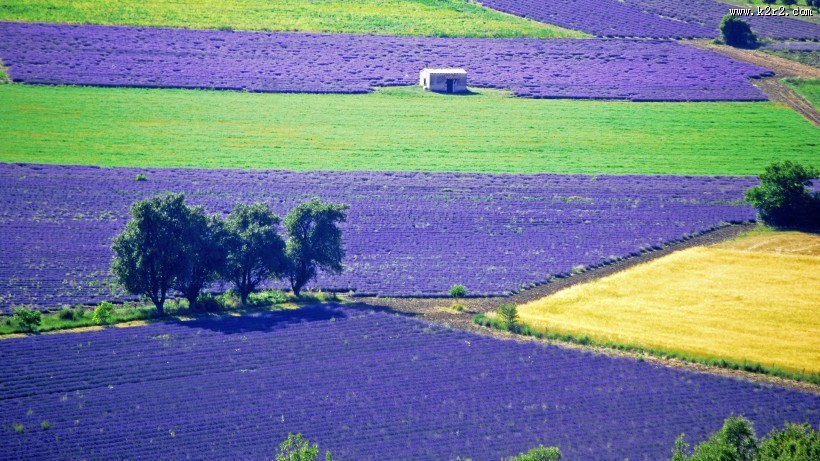 紫色薰衣草风景图片