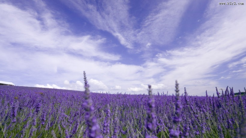 紫色薰衣草风景图片