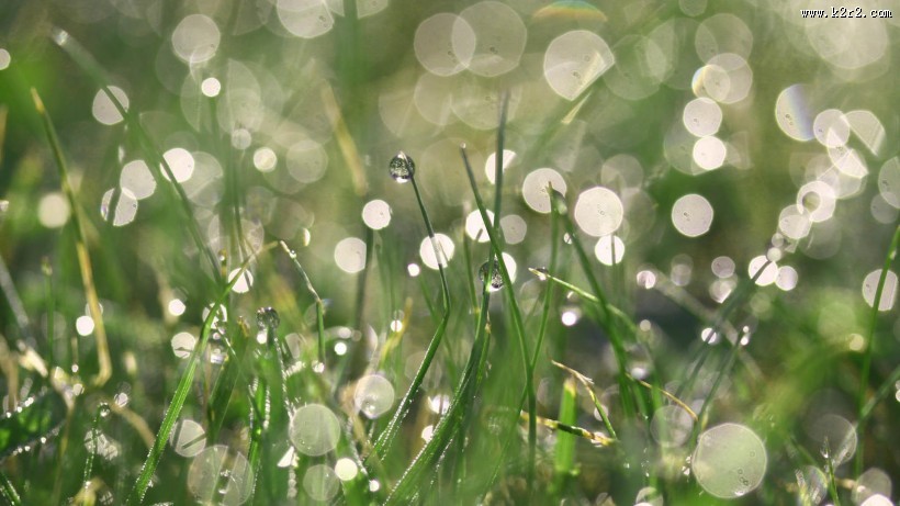 植物上的露珠图片