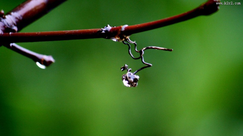 植物上的露珠图片