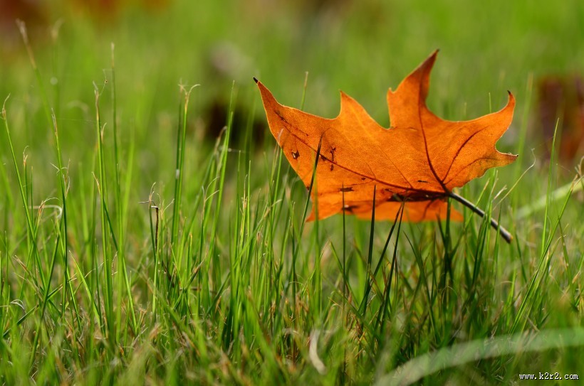 一叶知秋图片大全