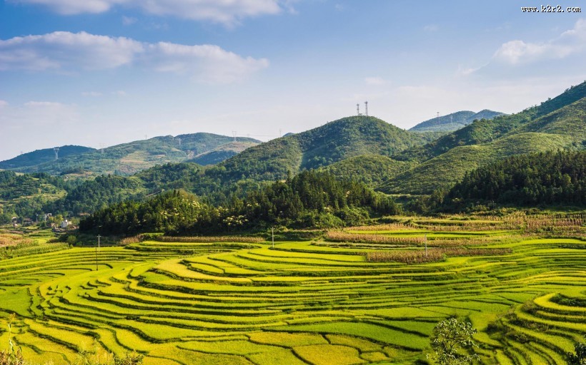 秋天稻谷丰收季节图片
