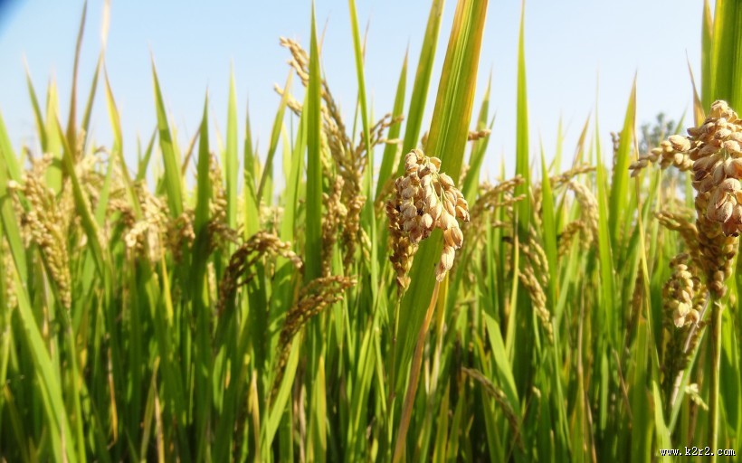 秋天稻谷丰收季节图片