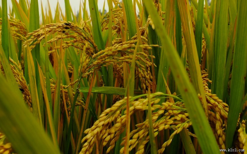 秋天稻谷丰收季节图片