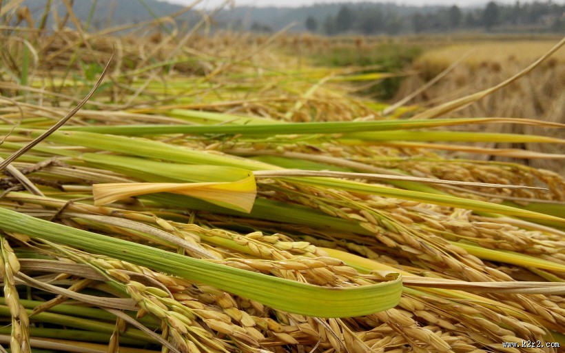 秋天稻谷丰收季节图片