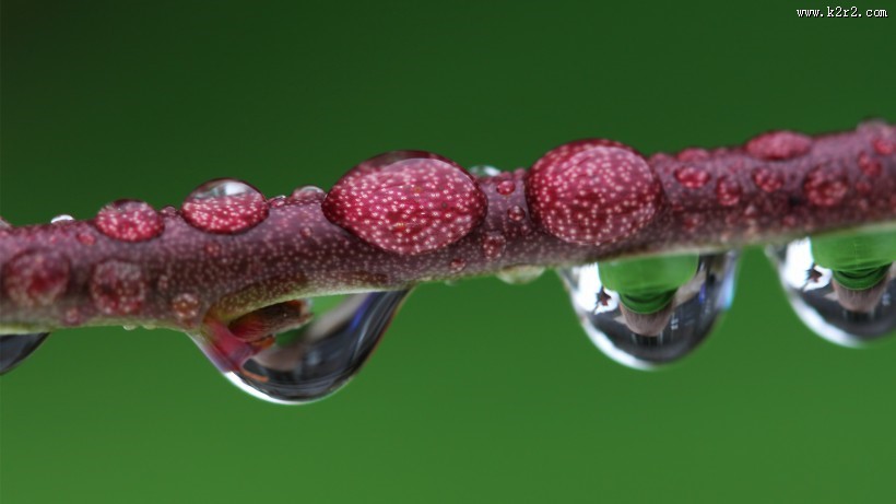 清新植物上露珠图片大全