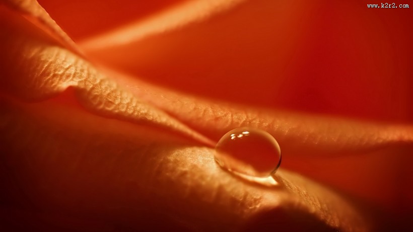 清新植物上露珠图片大全