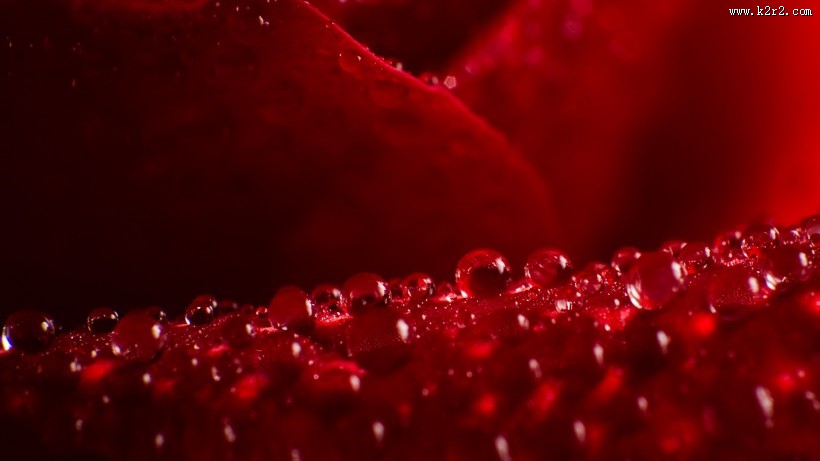 清新植物上露珠图片大全