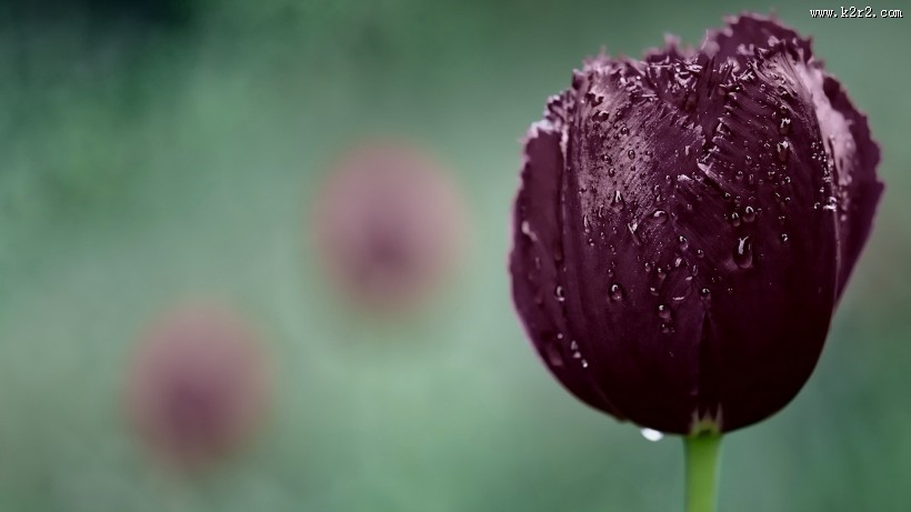 清新植物上露珠图片大全